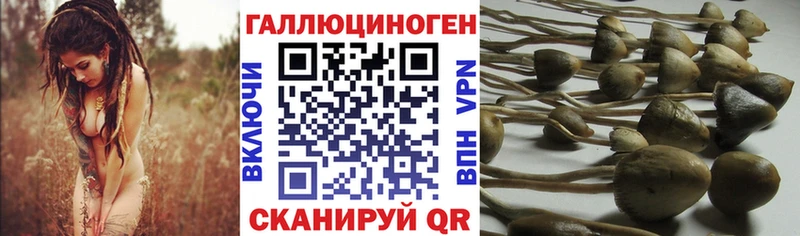 Псилоцибиновые грибы Psilocybe  hydra рабочий сайт  Новоалтайск  купить  сайты 