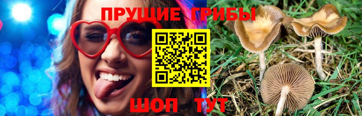 Галлюциногенные грибы прущие грибы  Вход с VPN  сколько стоит  Псилоцибиновые грибы мухоморы  Новоалтайск 